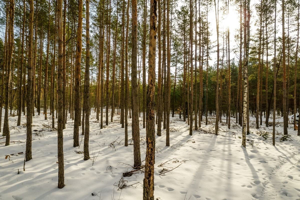 Przestronna działka inwestycyjna blisko Parku Mazowieckiego – 4