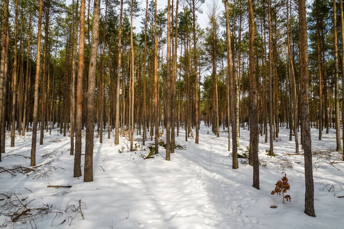 Przestronna działka inwestycyjna blisko Parku Mazowieckiego – 3